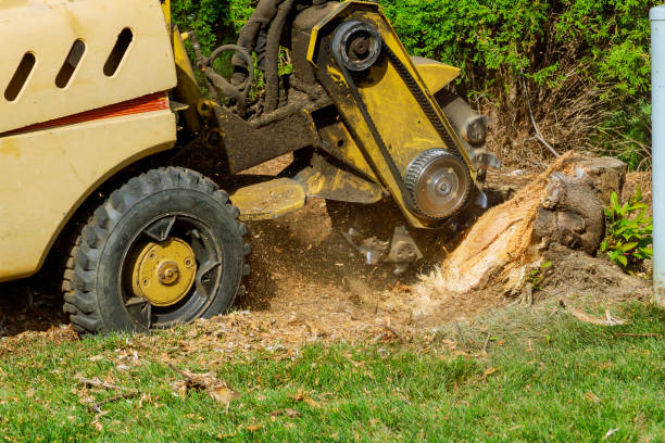 Reliable Presquille, LA Tree Care Services Solutions